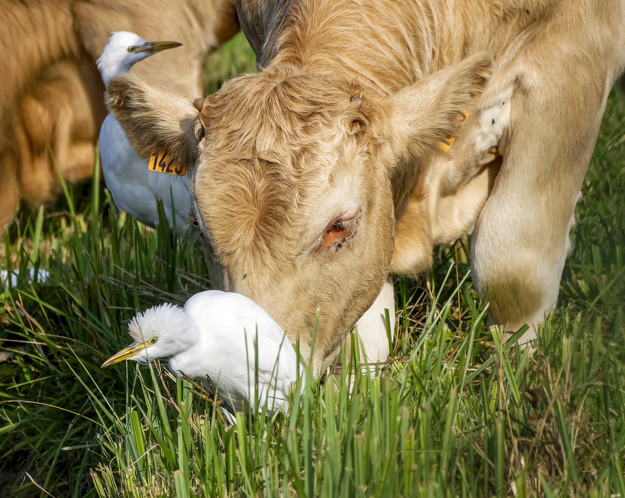 Bird Flu: A Looming Pandemic?