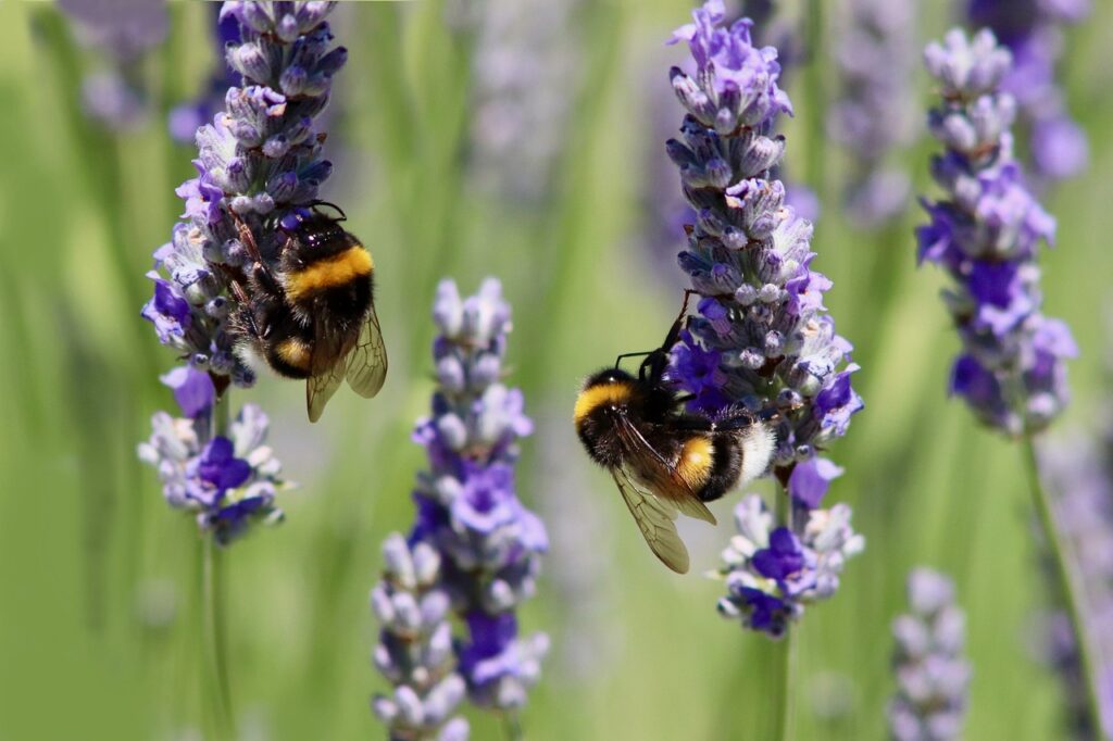 Global Warming Threatens Bumblebee Populations: A Call to Action